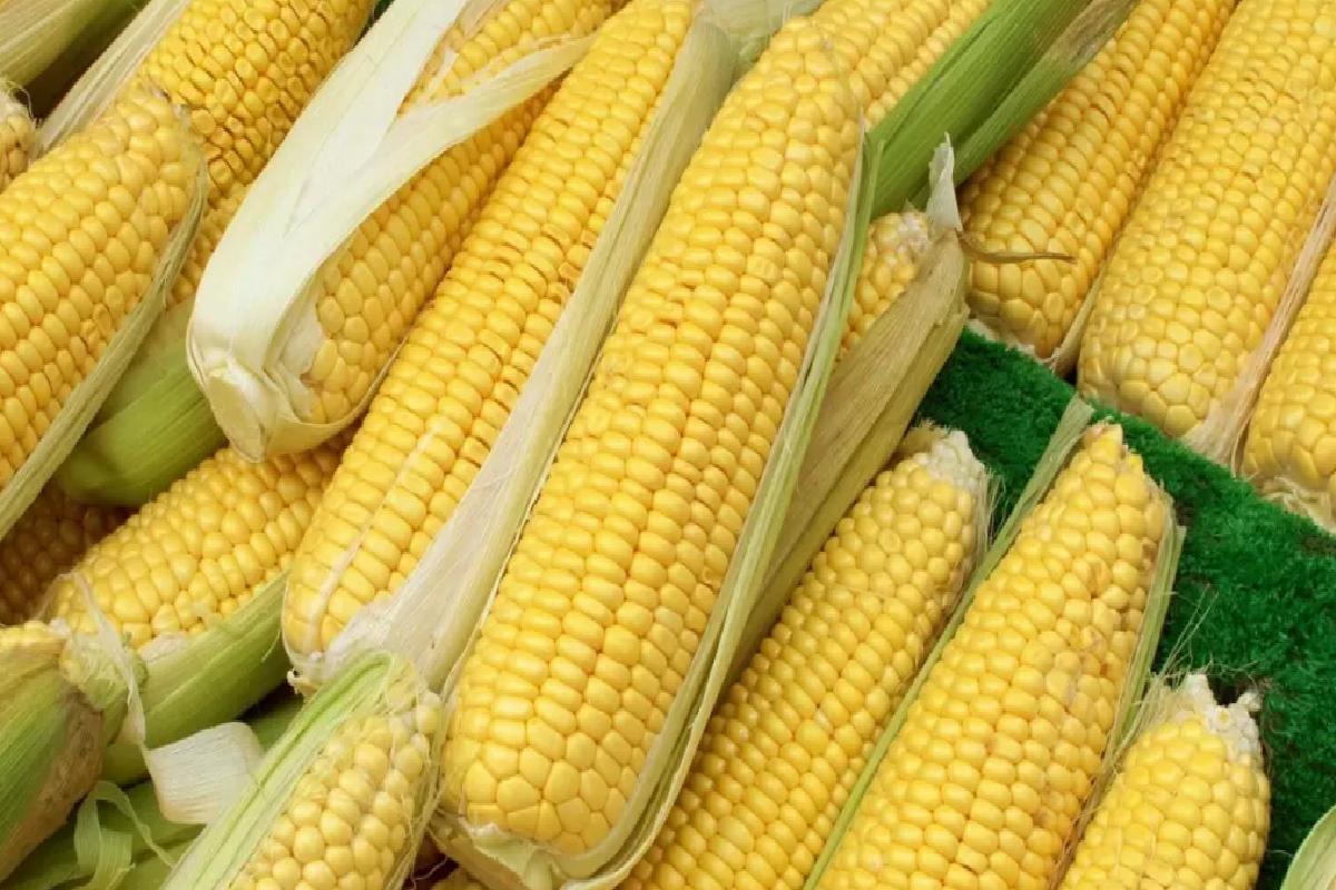 Mısır İthalatında 1 Milyon Ton Tarife Kontenjanı