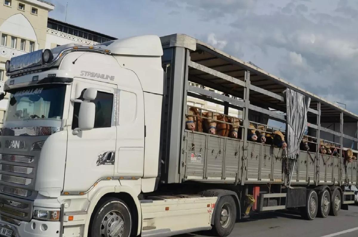 Muş’tan Kurbanlık Hayvan Sevkiyatı Başladı
