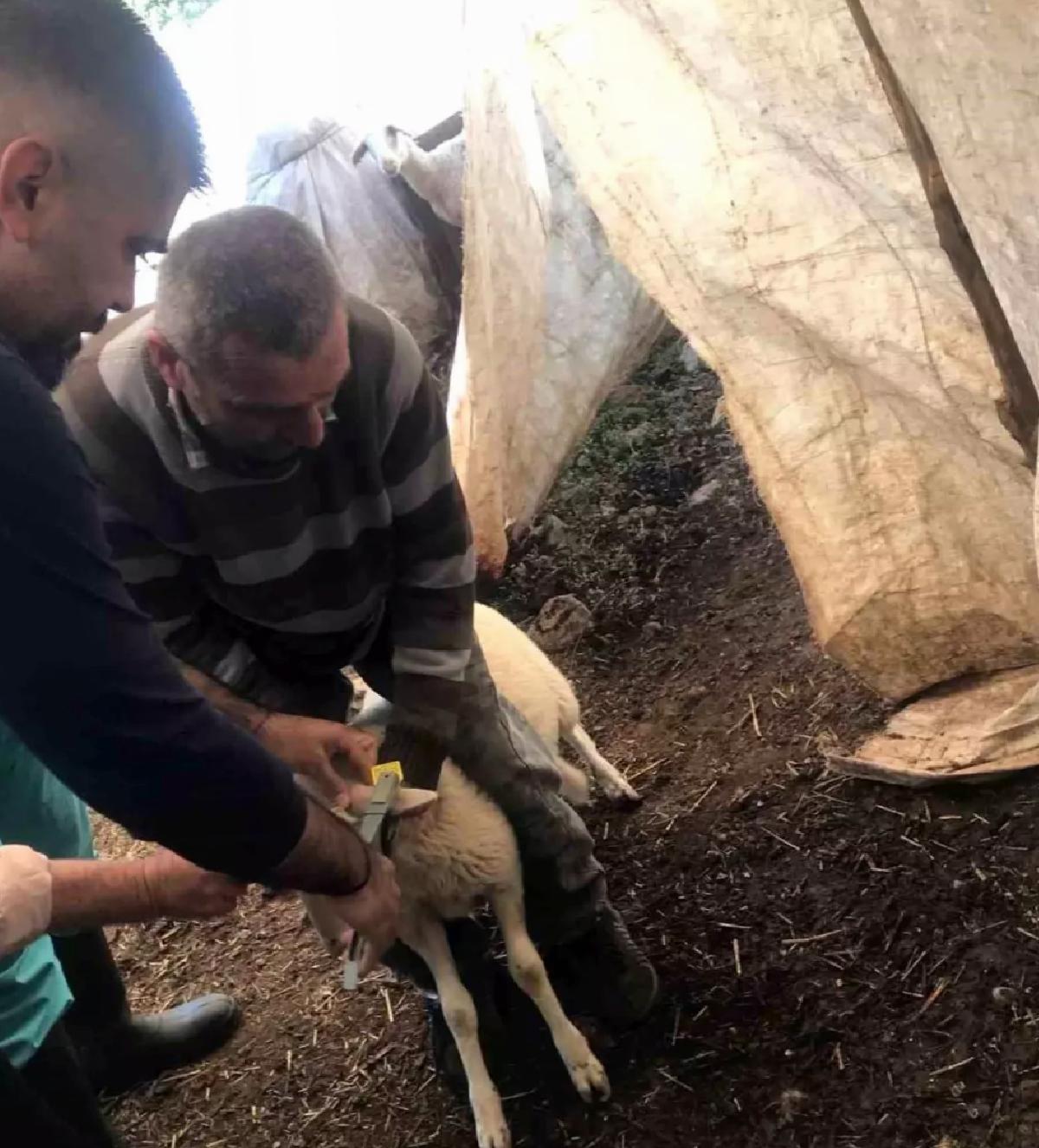 Ortaca’da Küçükbaş Aşılama Çalışmaları