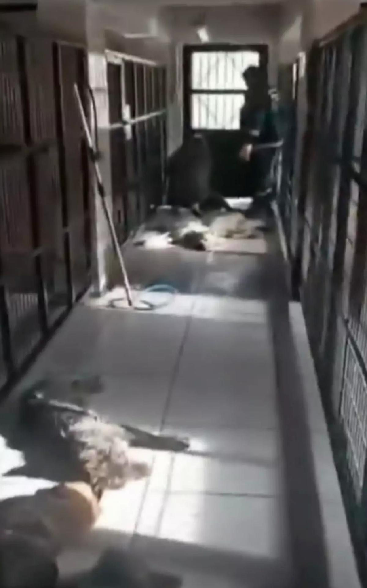 Osmangazi Belediyesi’nden Köpek İddialarına Açıklama