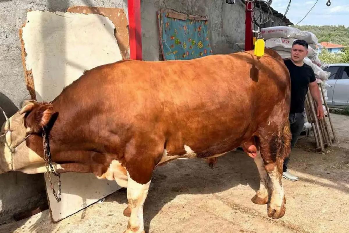 Otomobil fiyatına kurbanlık boğa