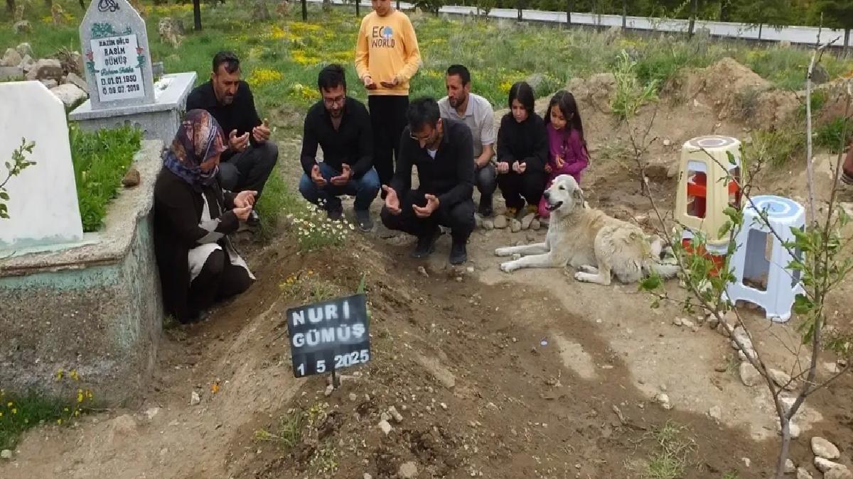 Sadık köpek Garip mezar başında bekliyor