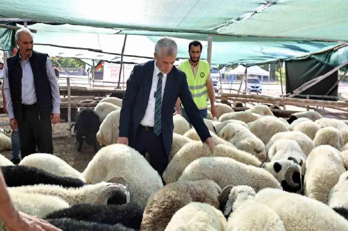 Şahinbey Belediyesi, Kurbanlık Fiyatlarını Düşük Tutacak