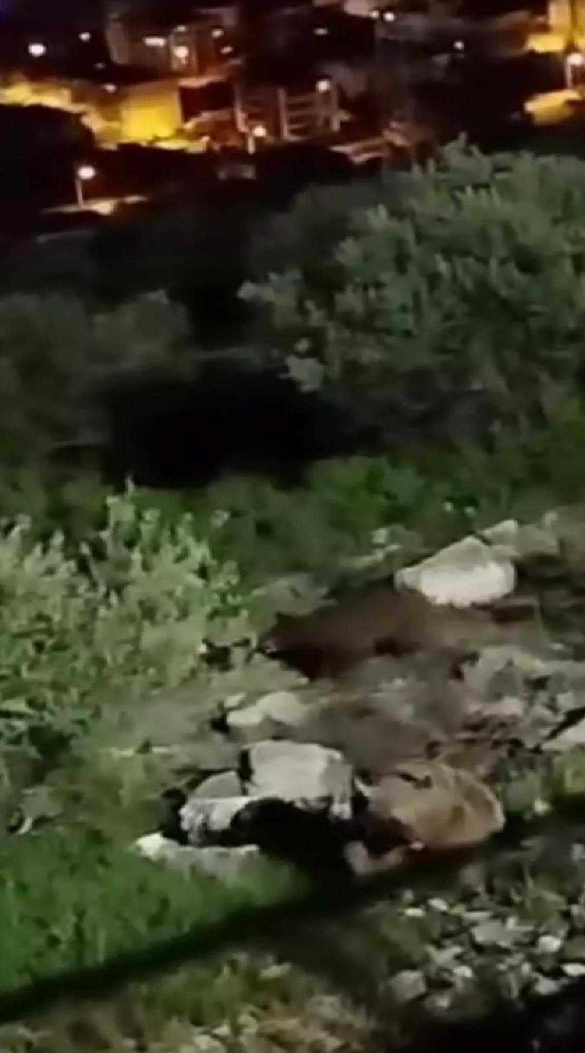 Sakarya’da 4 Bozayı Görüntülendi