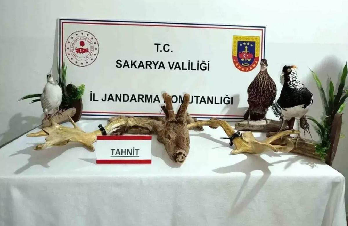 Sakarya’da Kaçak Hayvan Operasyonu