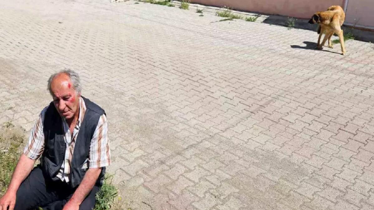 Salda Köyü’nde Yaşlı Adam Sokak Köpeklerinin Saldırısına Uğradı