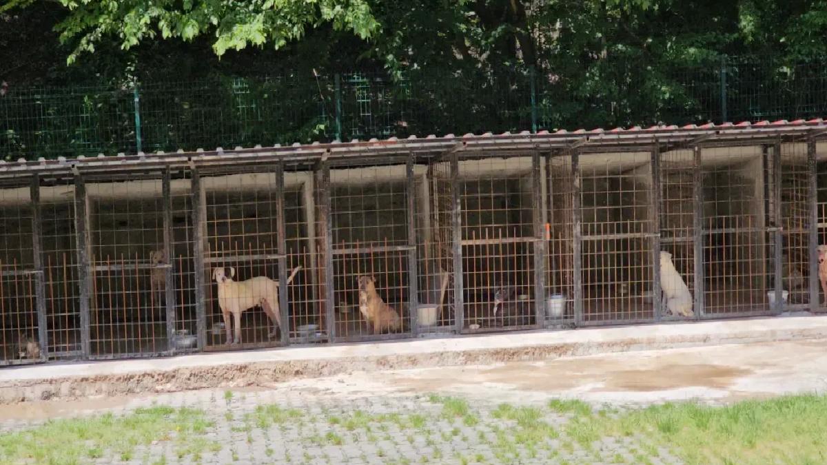 Saldırgan Köpek Uyutuldu, Hayvanseverler Tepki Gösterdi