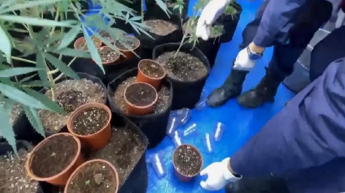 Samsun’da Kenevir Yetiştiren Şahıs Gözaltına Alındı