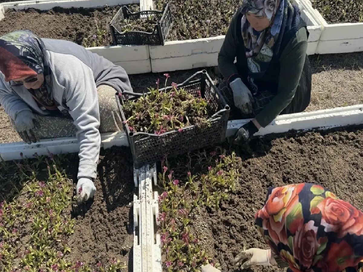 Samsun’da Salep Orkidesi Hasadı Başladı