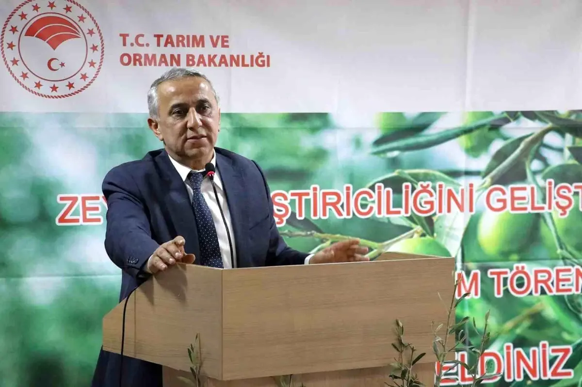 Samsun’da Zeytin Üretimi Artacak