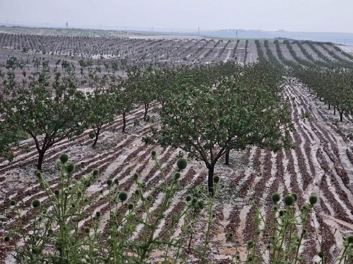 Şanlıurfa’da Dolu Tarım Alanlarına Zarar Verdi