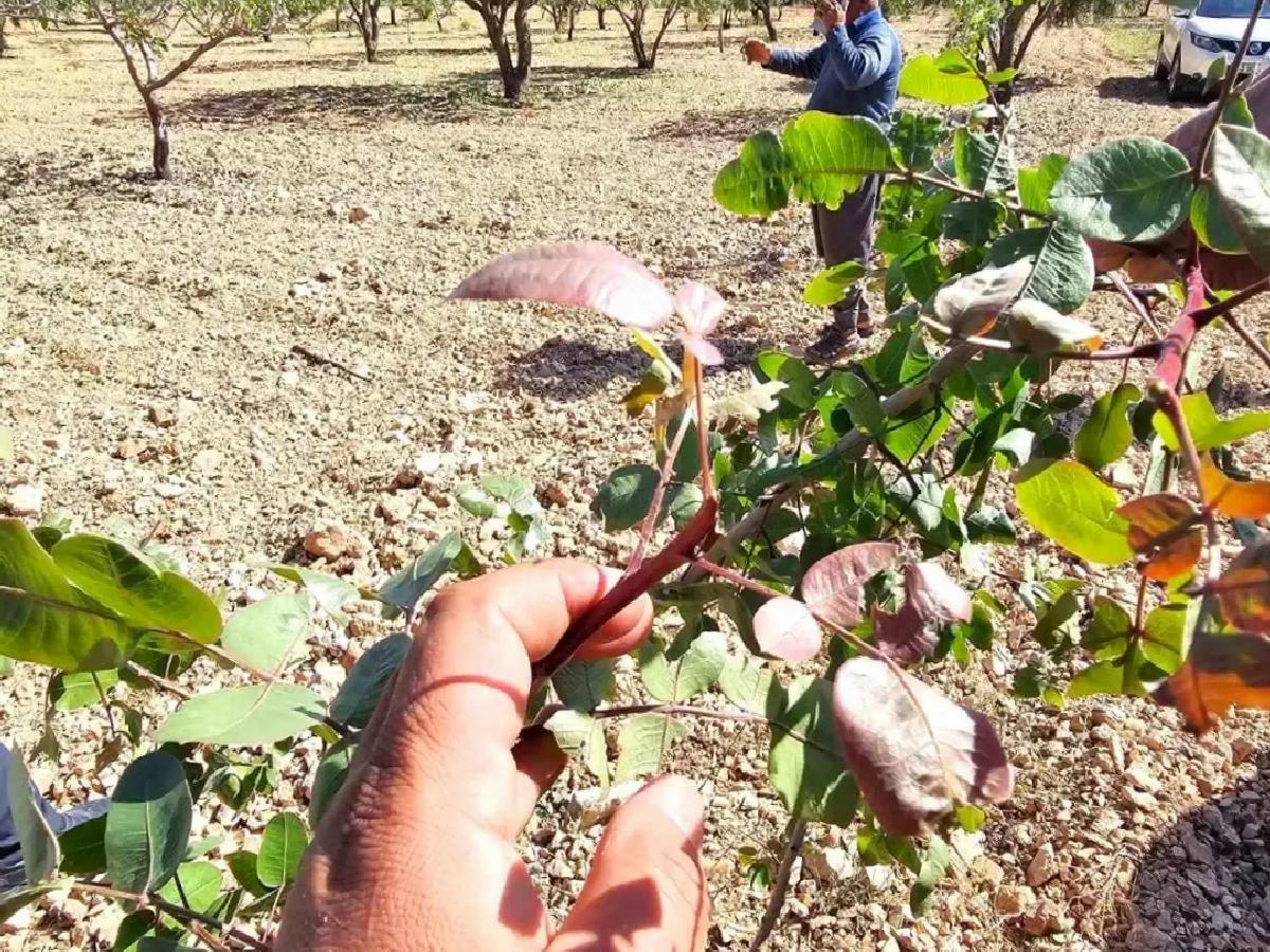 Şanlıurfa’da Fıstık Rekoltesi Düşüyor