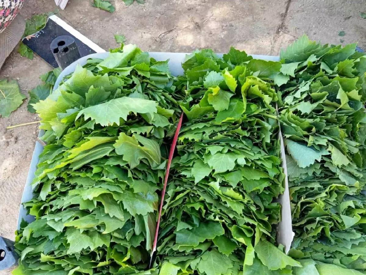 Sarıgöl’de Bağ Yaprağı Sezonu Başladı