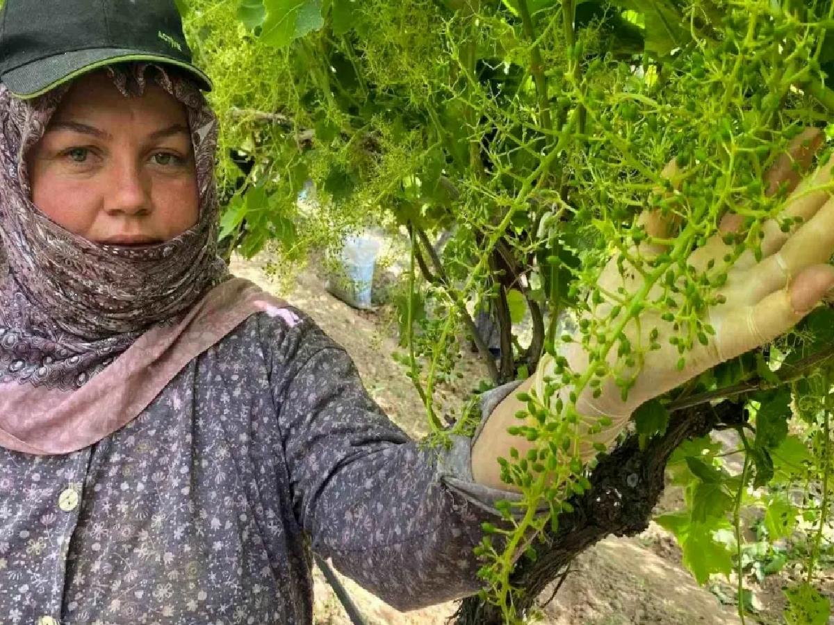 Sarıgöl’de Üzüm Bağları Bakıma Alındı