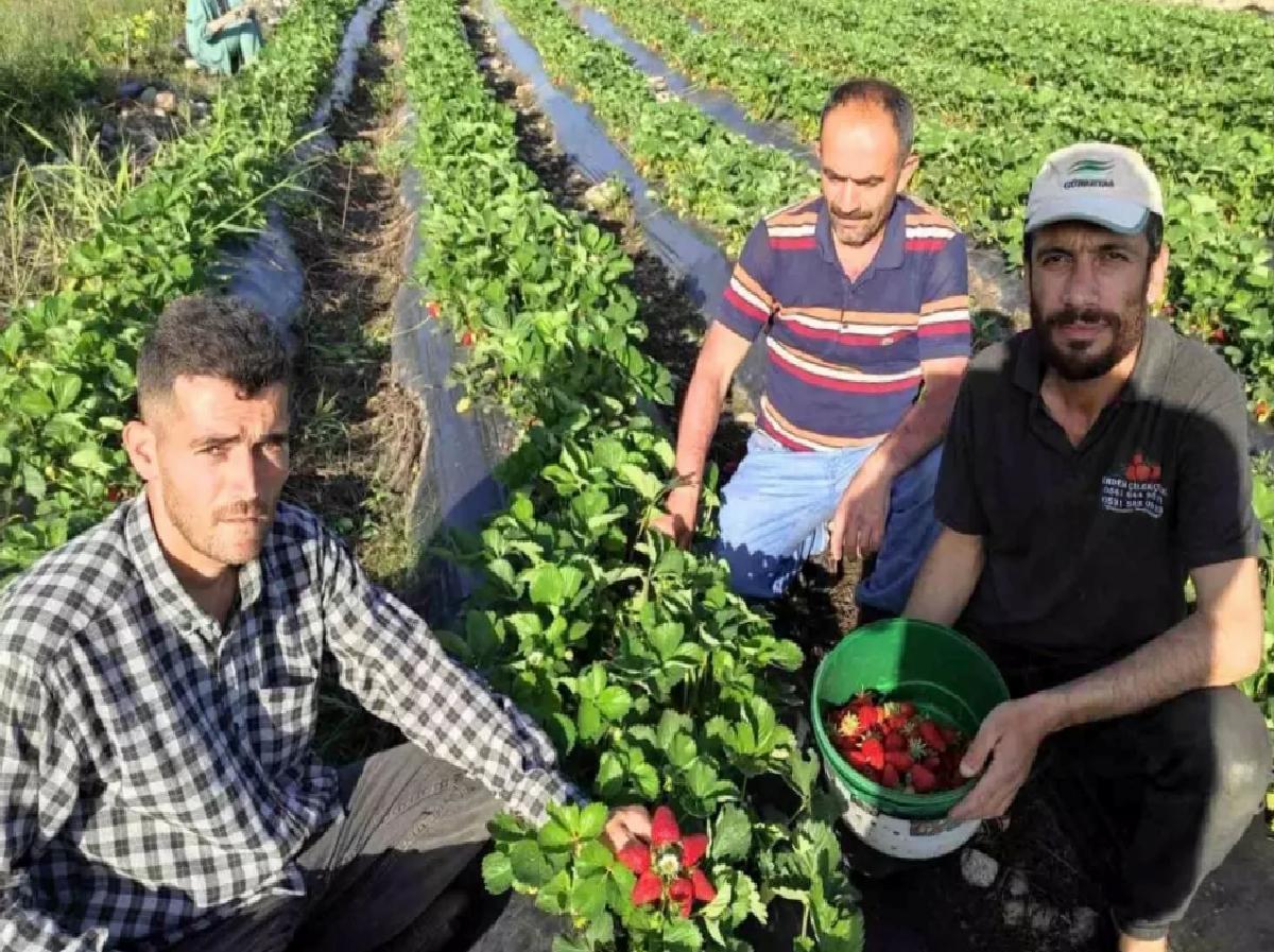 Sason’da Organik Çilek Hasadı Başladı
