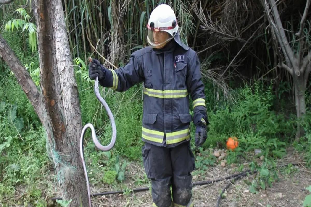 Serik’te Yılan Kurtarma Operasyonu