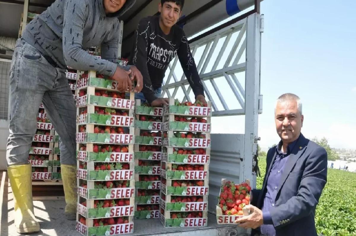 Silifke Çileği Hasat Sezonu Devam Ediyor