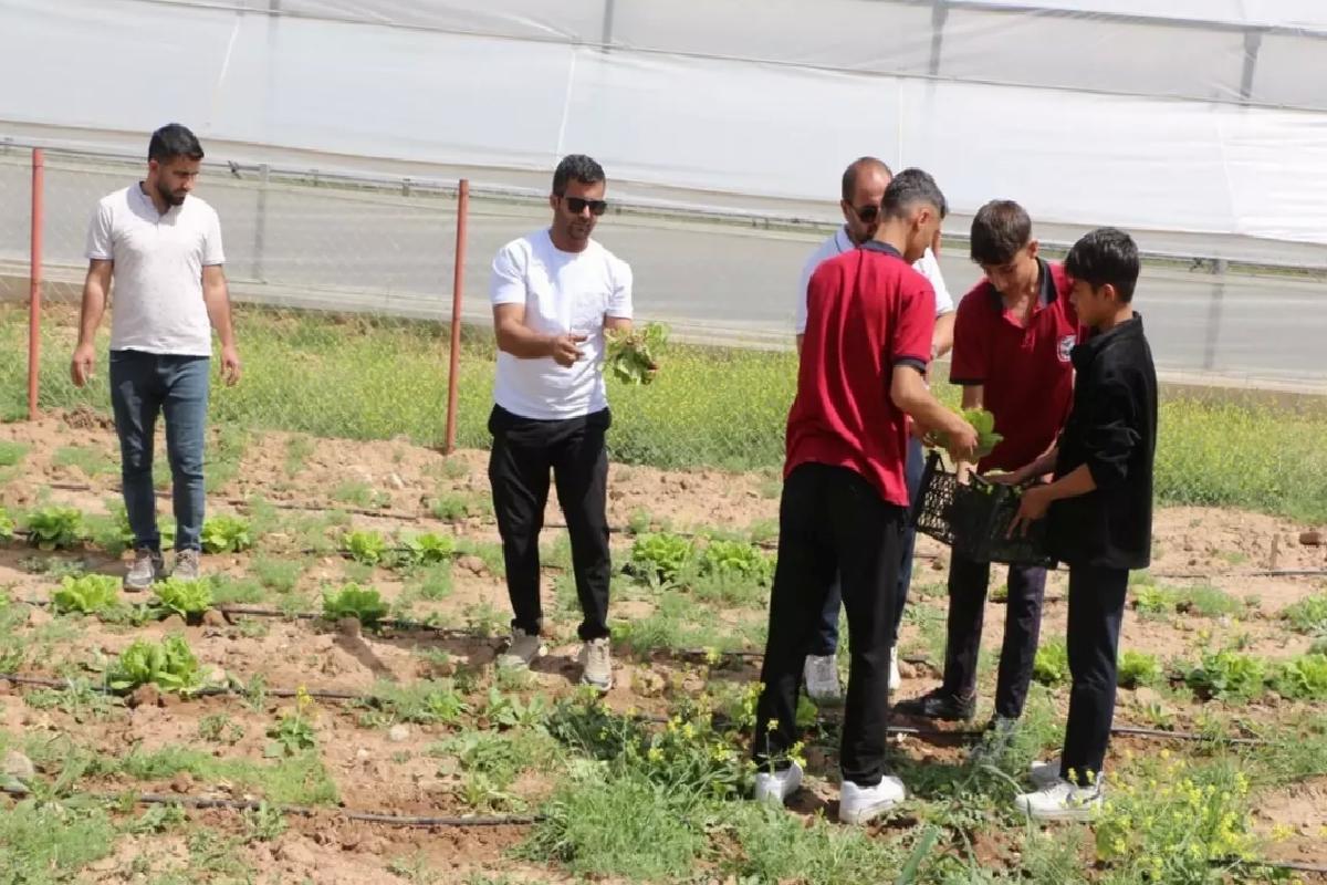 Silopi Öğrencilerinin Marul Hasadı