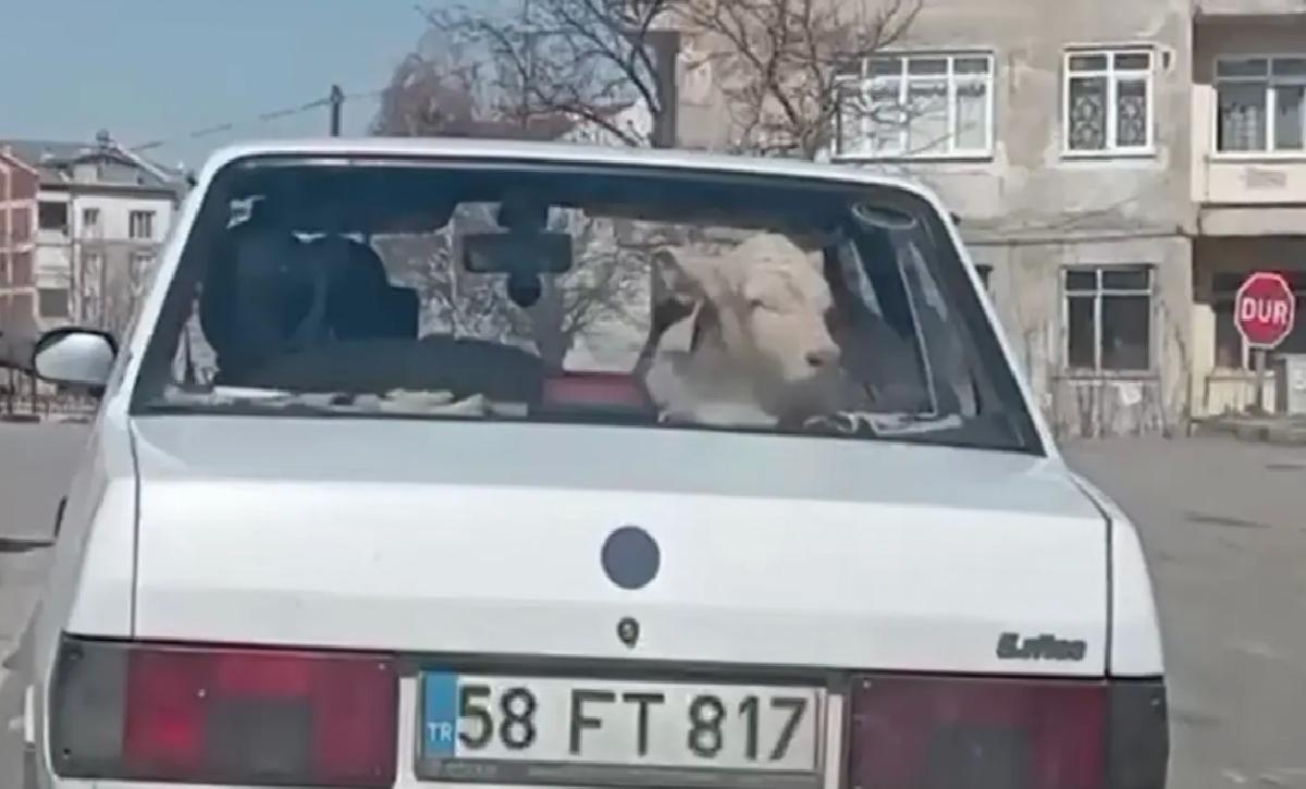 Sivas’ta Hasta Buzağı Trafikte Taşındı