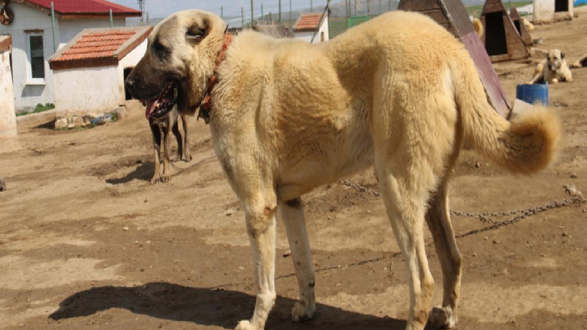 Sivas’ta kurt popülasyonundaki artış Kangal köpeğine talebi arttırdı