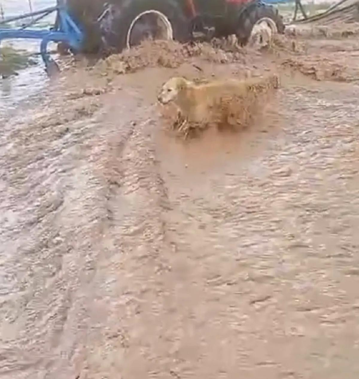 Sivas’ta Sağanak Sele Yol Açtı