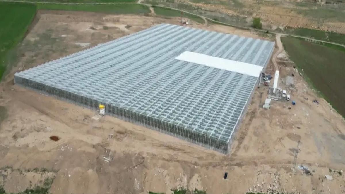 Sivas’ta Sıfır Pestisit ile Domates Hasadı Başladı