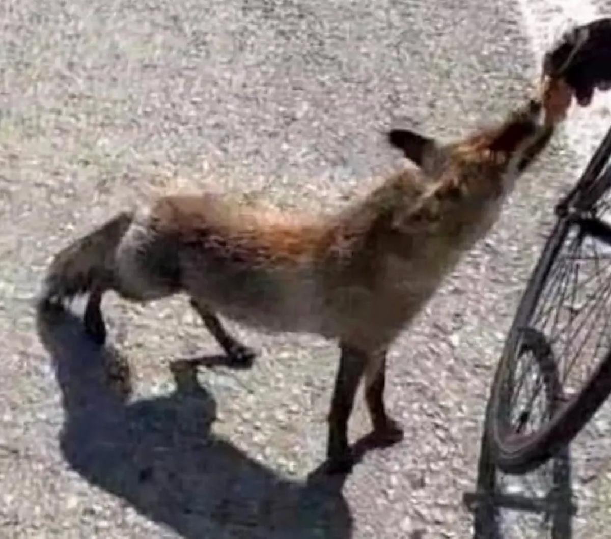 Tarihi yarımadanın maskotu olan tilki, sporcunun elinden beslendi
