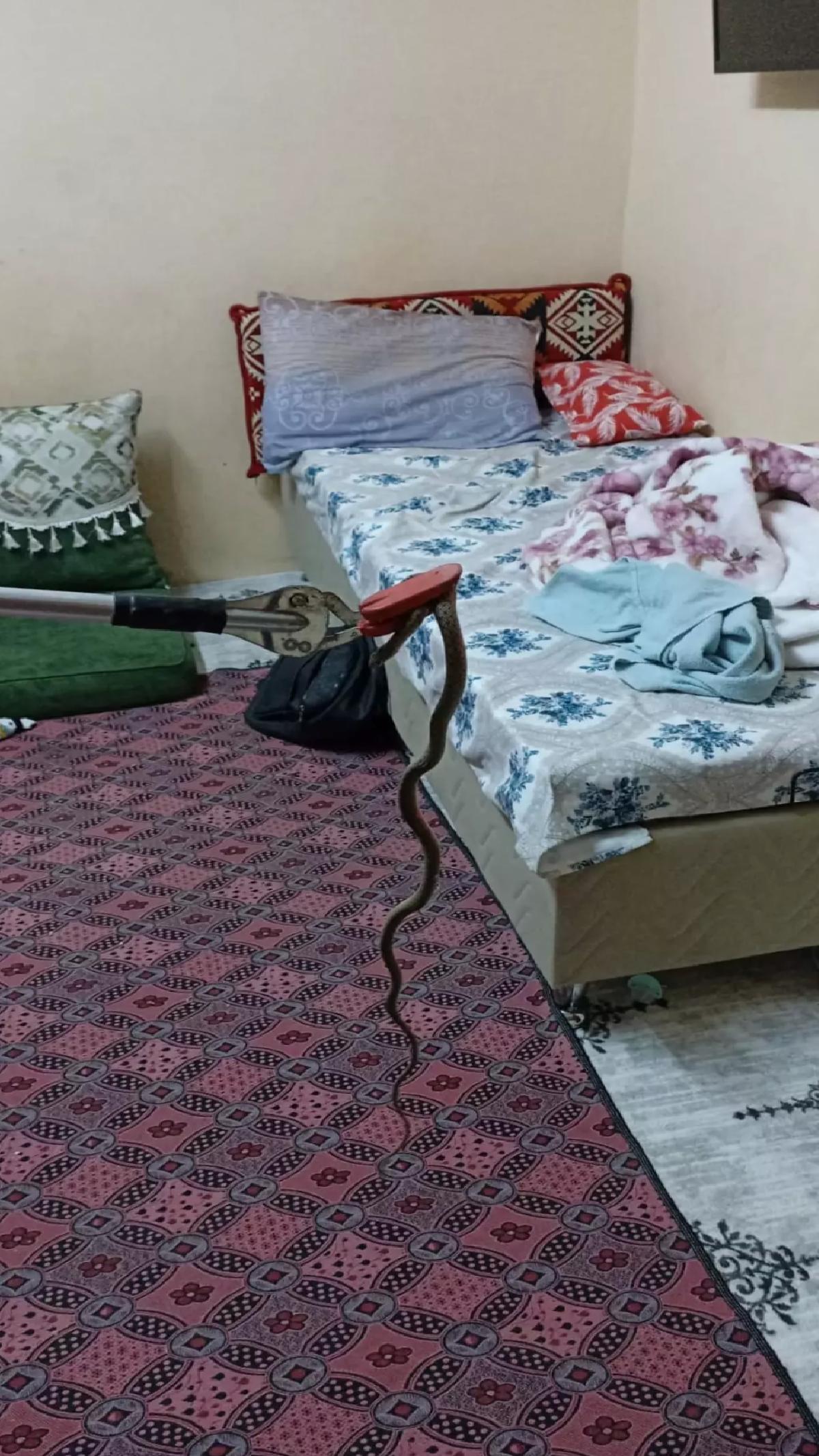 Tarsus’ta Yılan Yakalandı