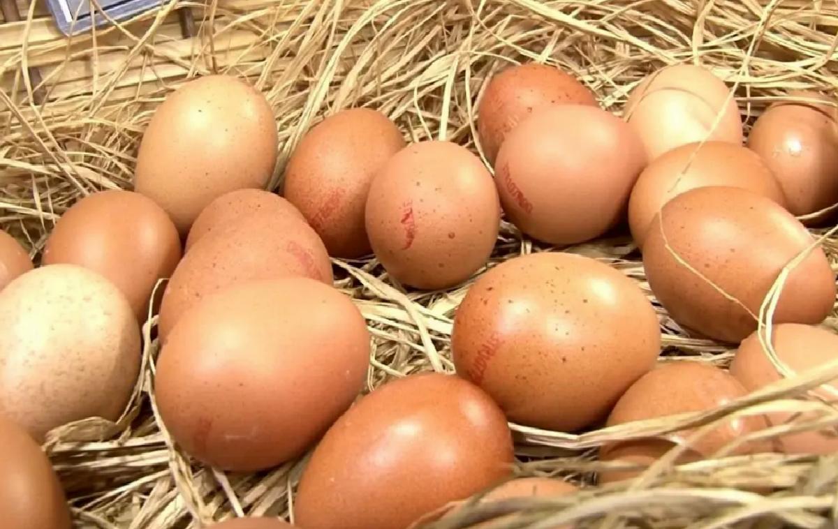 Tavuk Yumurtası Üretimi Azaldı