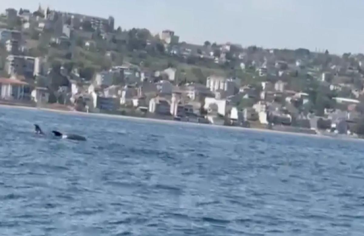 Tekirdağ’da Yüzen Yunuslar Görüntülendi