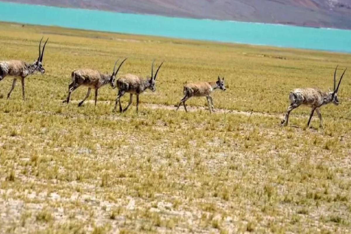 Tibet Antilopları Hoh Xil’e Göç Ediyor