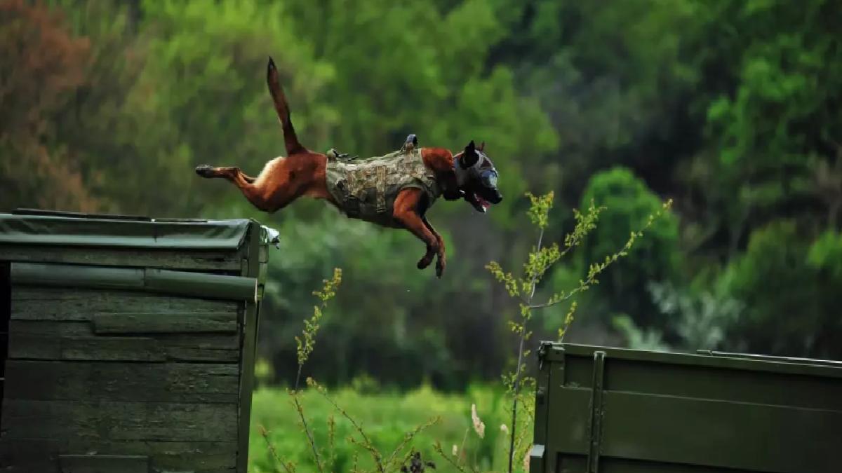 TSK’nın Eğitimli Köpekleri Operasyonlarda Görevli