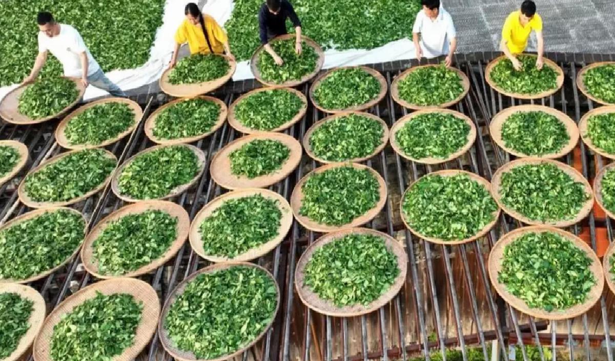 Wuyi Kaya Çayı UNESCO Mirası