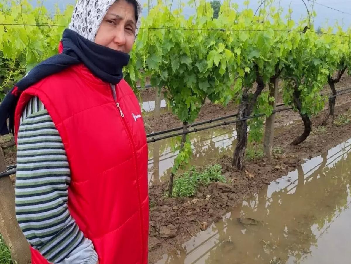Yağmurlar Üzümlere Can Suğu Oldu