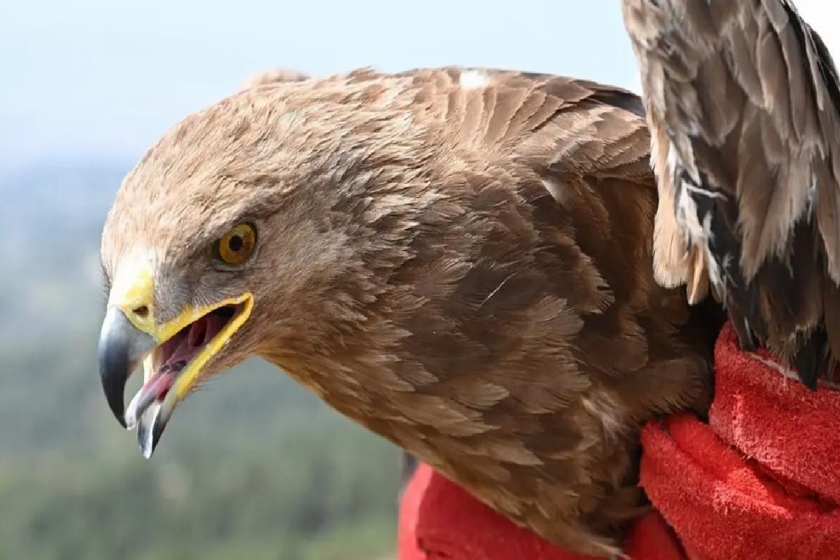 Yaralı Kuşlar Doğaya Salındı