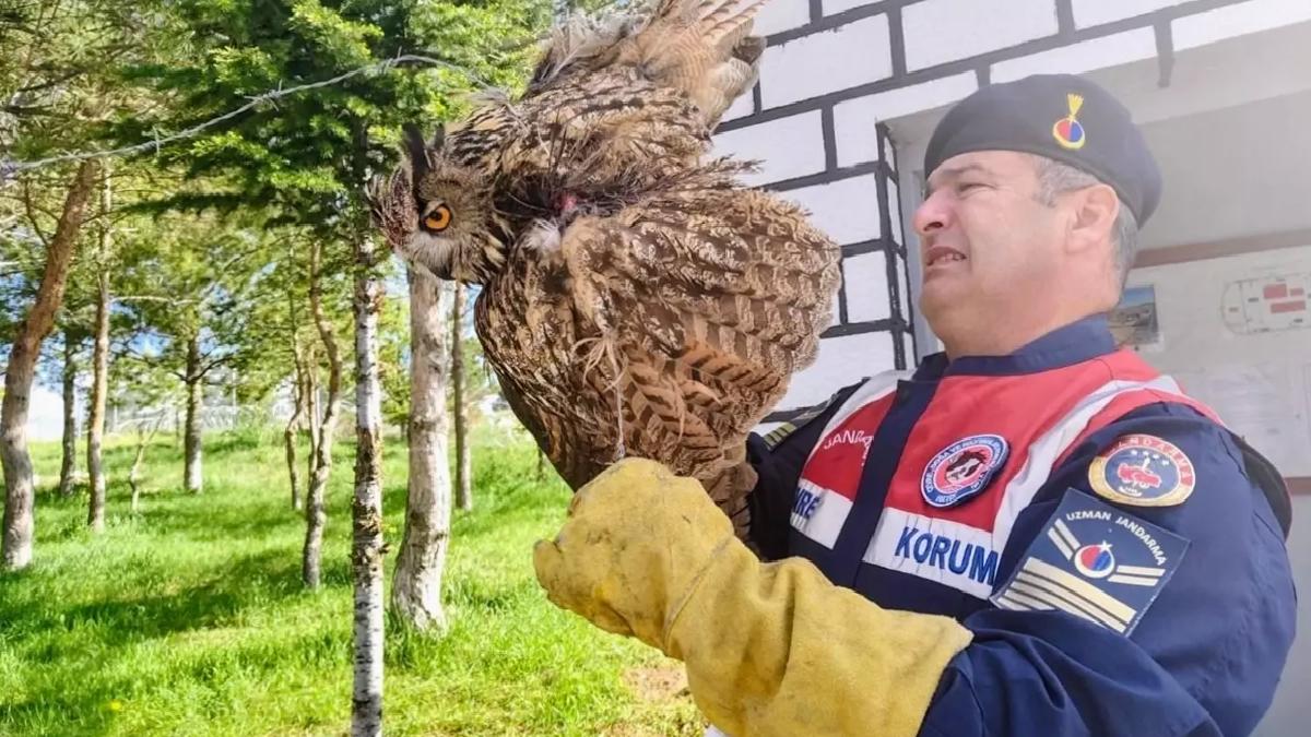 Yaralı Puhu Tedavi Altına Alındı