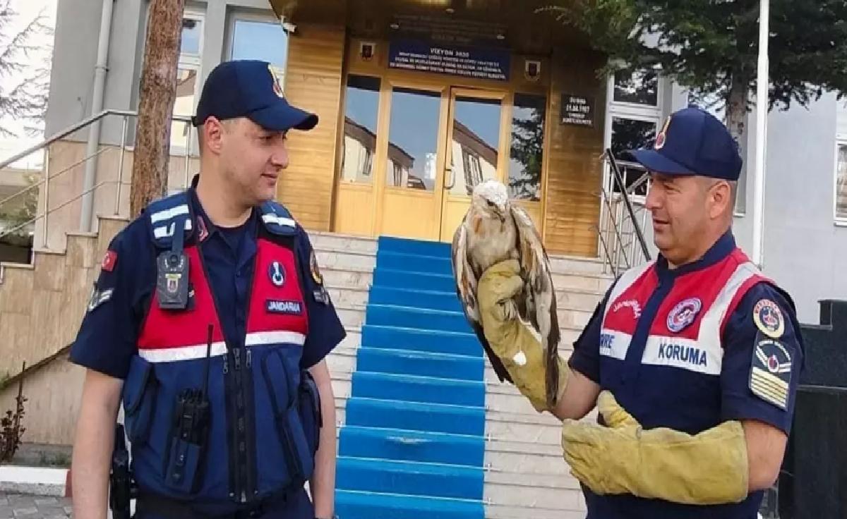 Yaralı Şahin Tedavi Altına Alındı