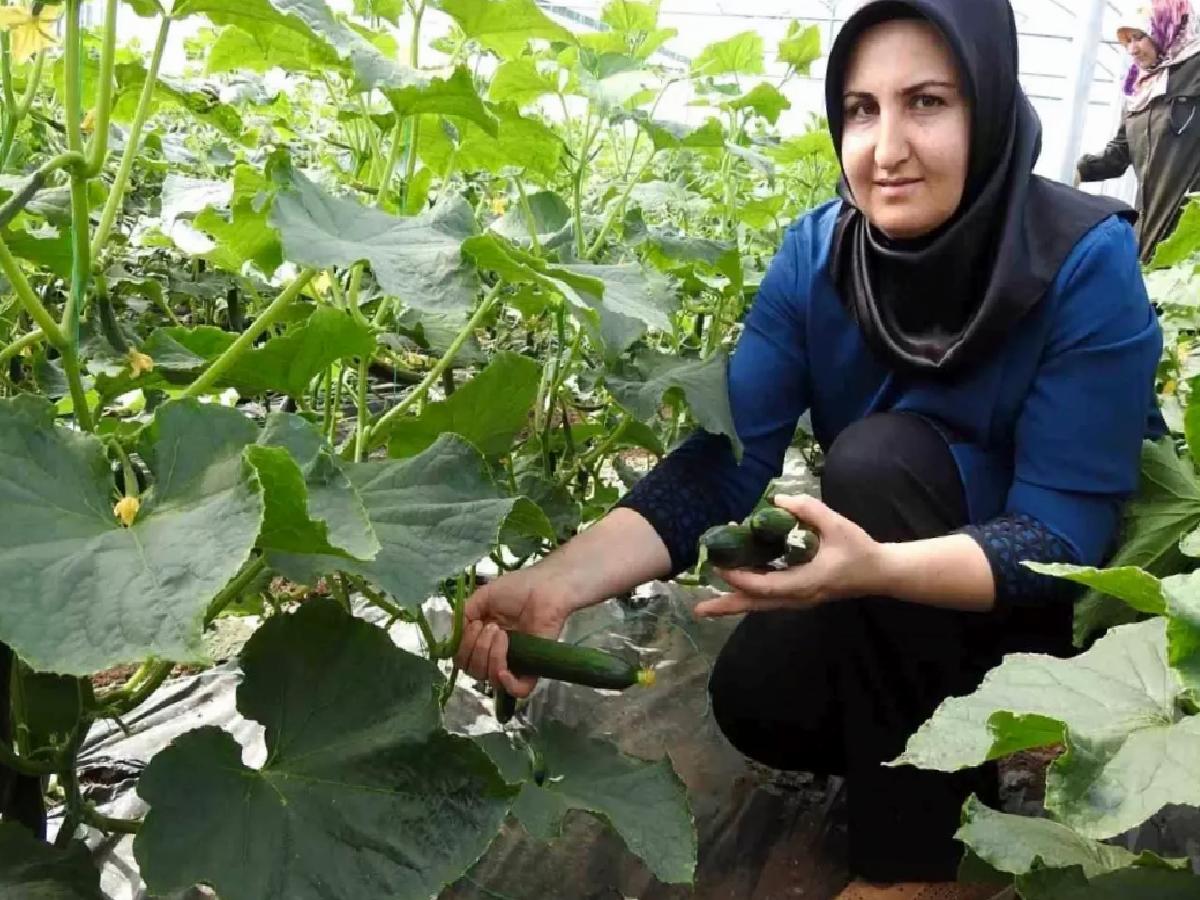 Yavuzeli’nde Kadınlar Seracılıkta Başarıya Koşuyor