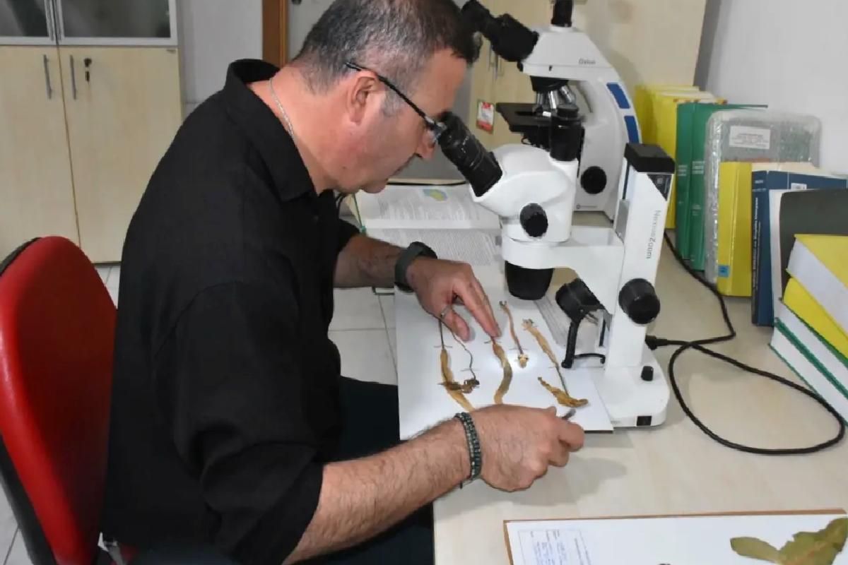 Yeni Yılanyastığı Türü Keşfedildi