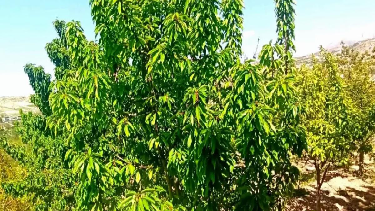 Yeşilyurt’ta Kiraz Yaprağı Umut Oldu