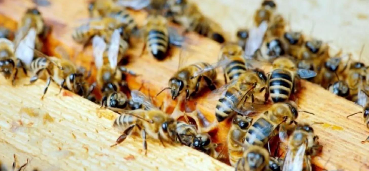 Yığılca Arısı Koruma Projesi Toplantısı