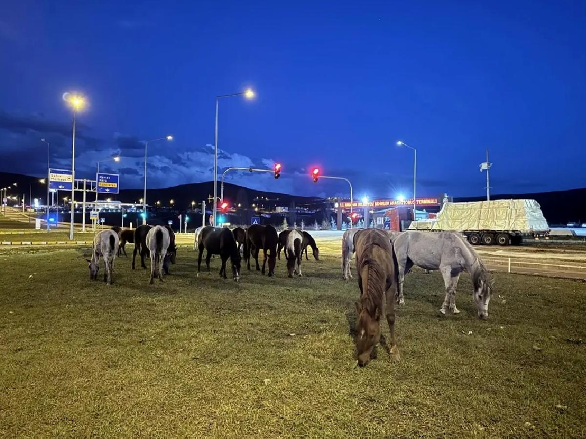 Yılkı Atları Trafiği Felç Etti