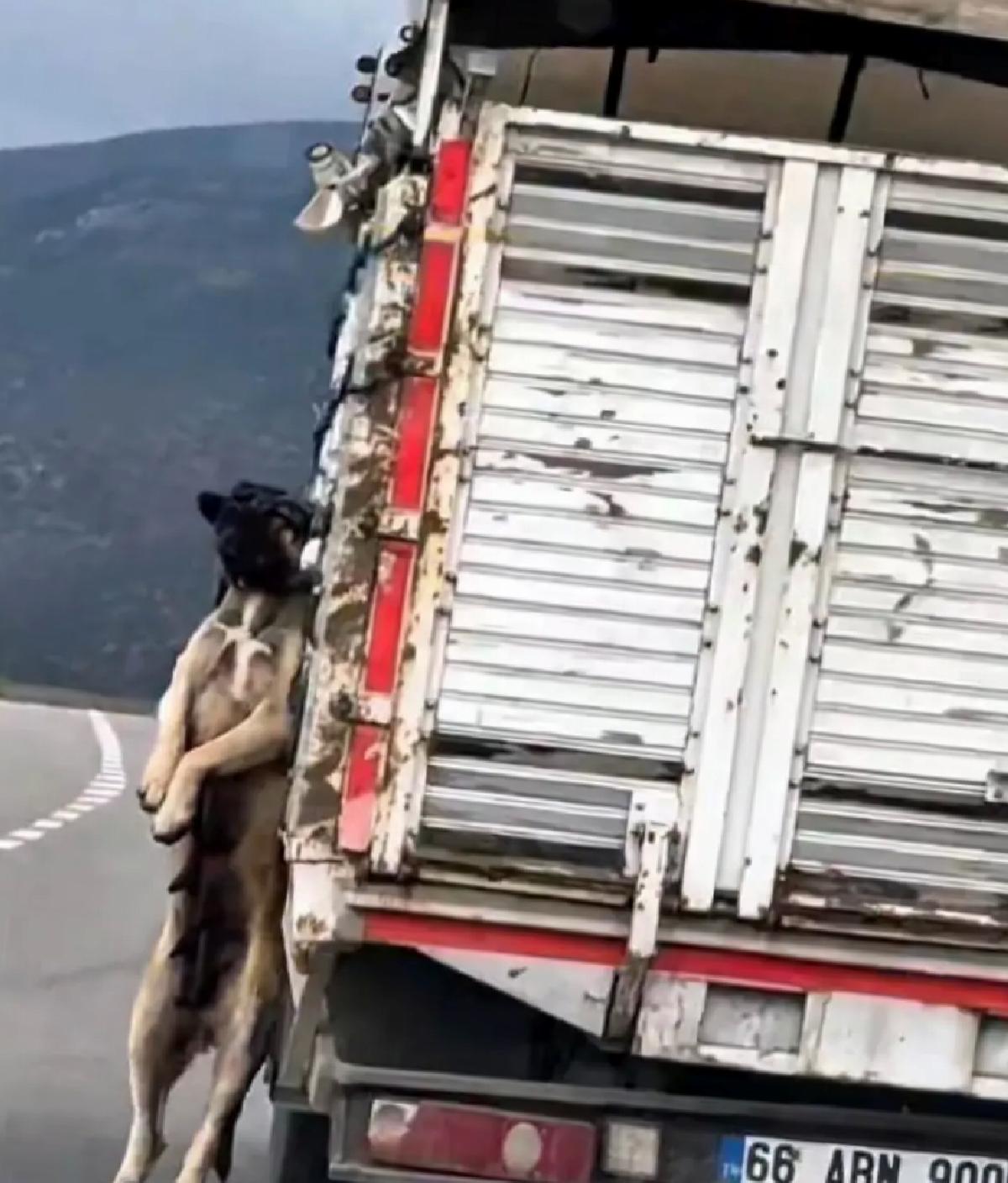 Yozgat’ta Köpek İple Bağlı Kamyonet Kazası