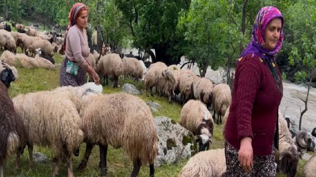 Yüksekova’da Berivanların Zorlu Yayla Mesaisi