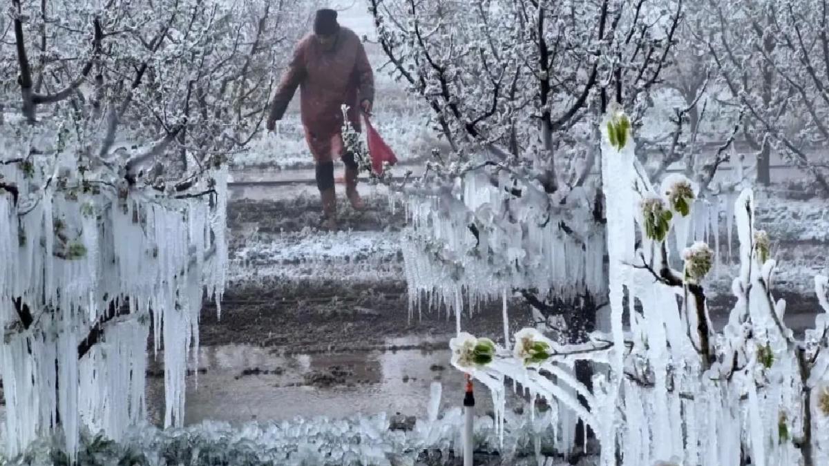 Zirai Don Komisyonu Toplanıyor